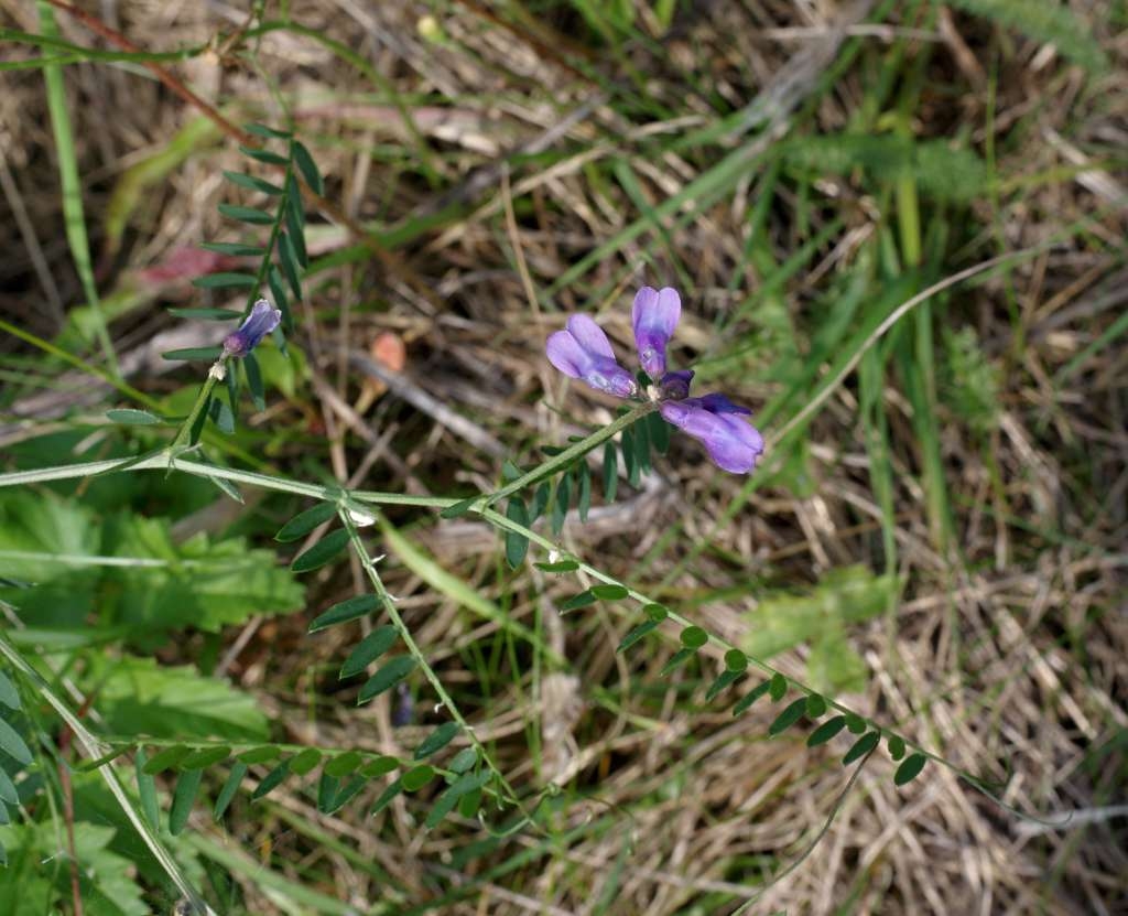 IMGP2767-1024~1.jpg