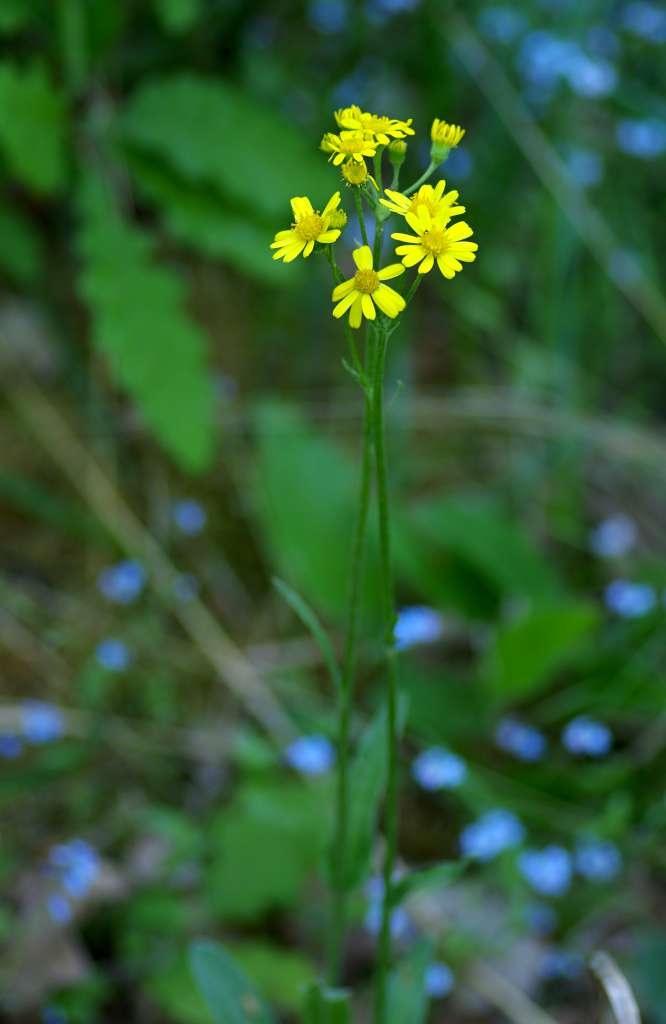 IMGP2774-1024~3.jpg