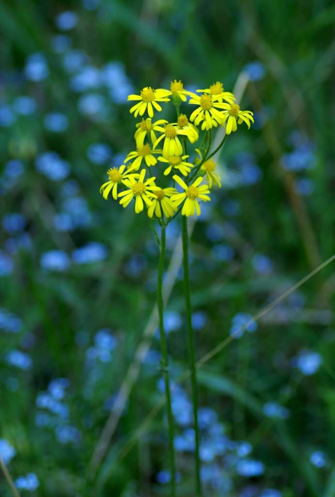 IMGP2775-1024~2.jpg
