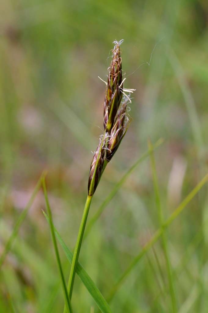 IMGP2776-1024~1.jpg