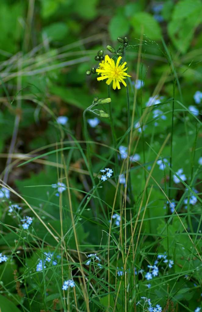 IMGP2787-1024~4.jpg