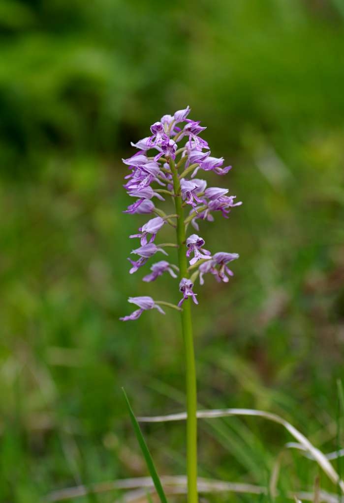 IMGP2814-1024~5.jpg