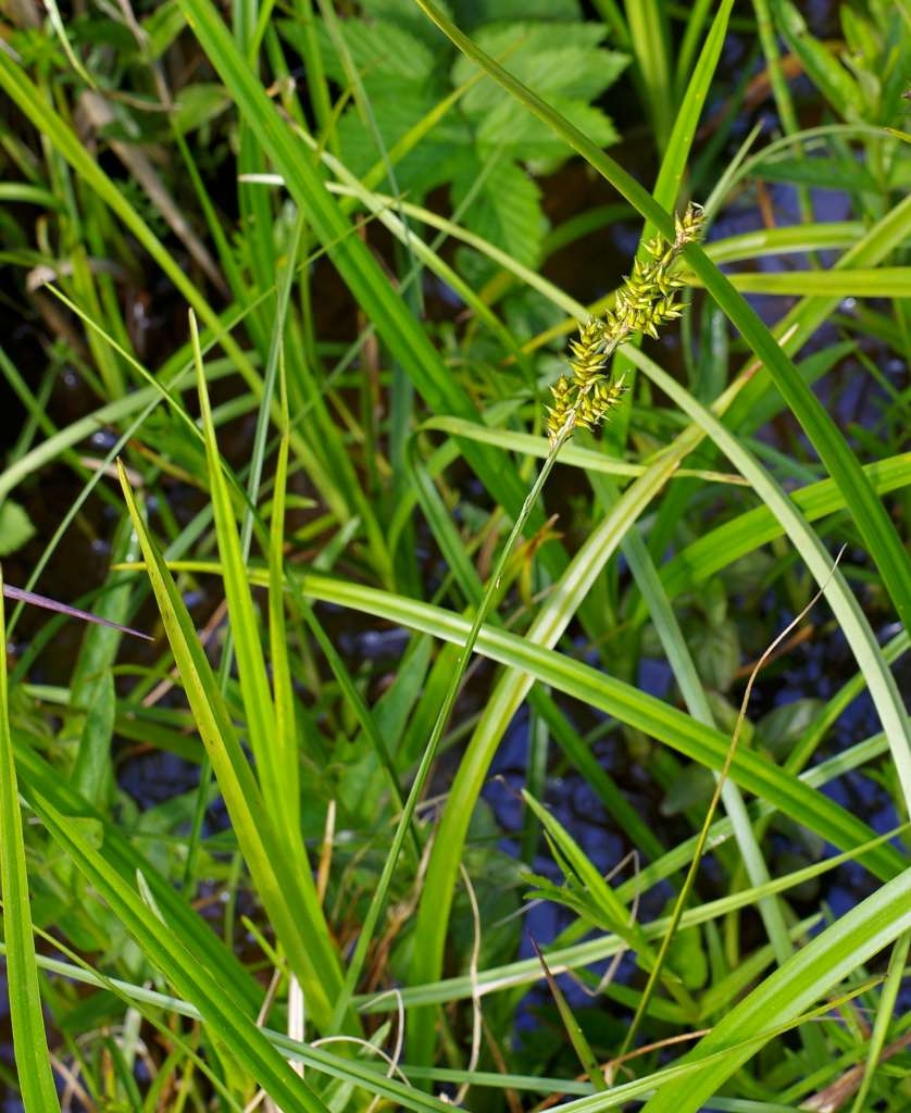 IMGP2853-1024~2.jpg