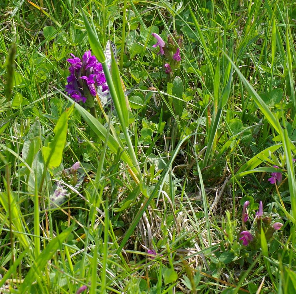 IMGP2865-1024~2.jpg