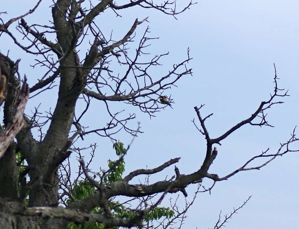 IMGP2865-1024~3.jpg