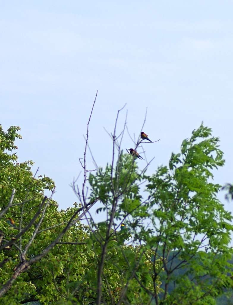 IMGP2866-1024~5.jpg