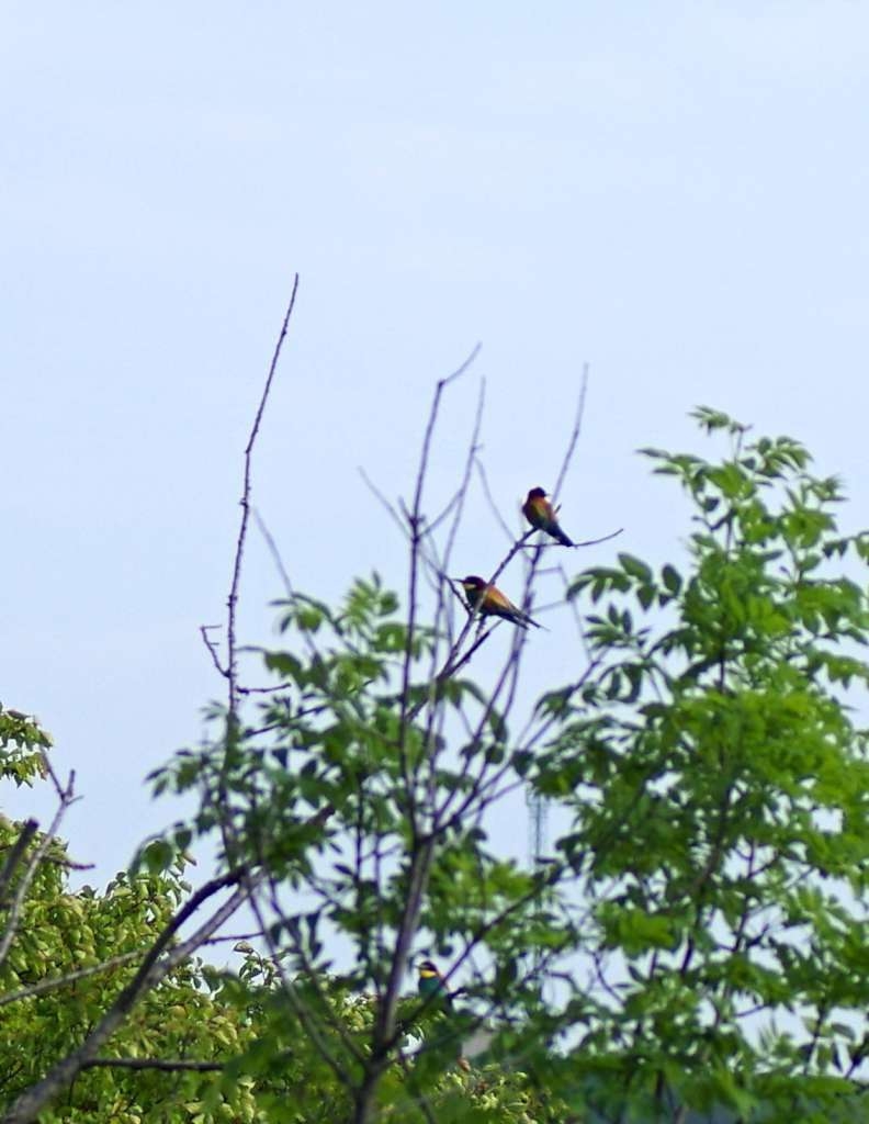 IMGP2867-1024~2.jpg