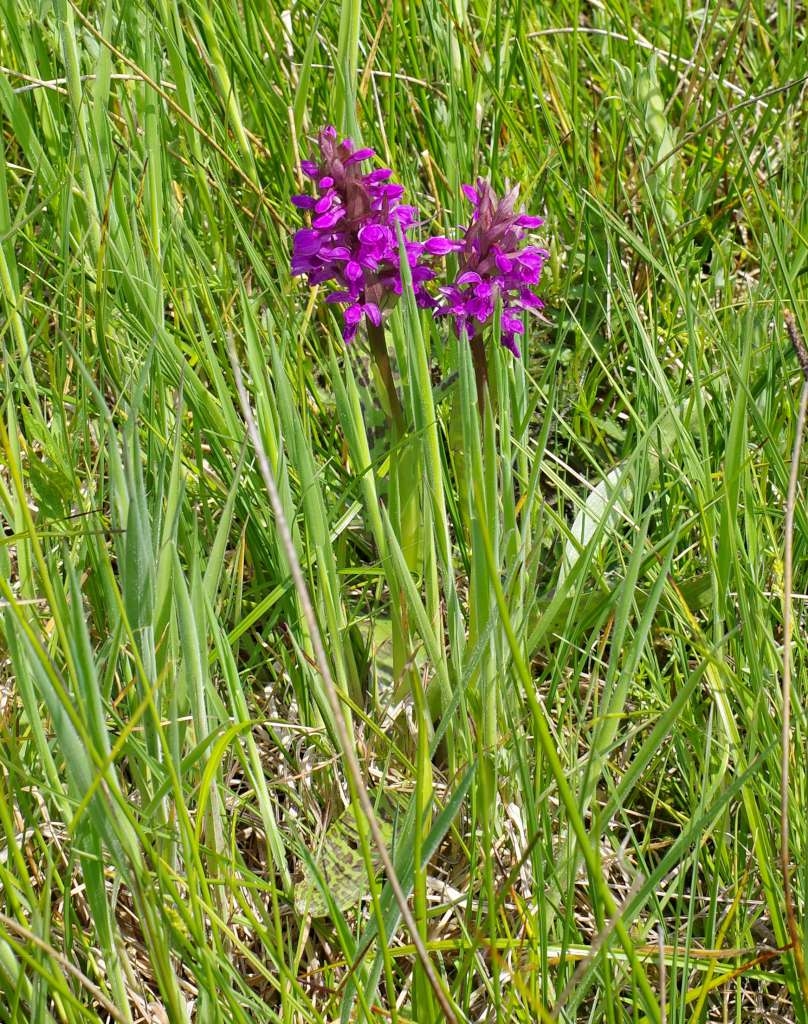 IMGP2898-1024~5.jpg