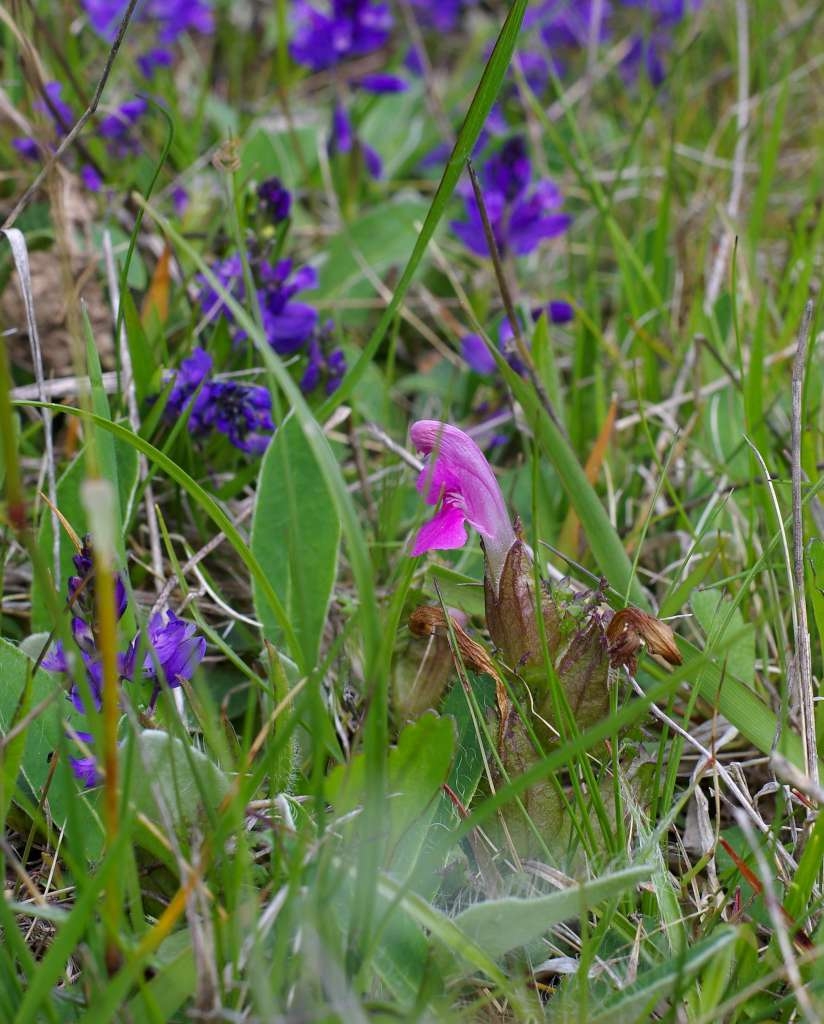 IMGP2900-1024~1.jpg