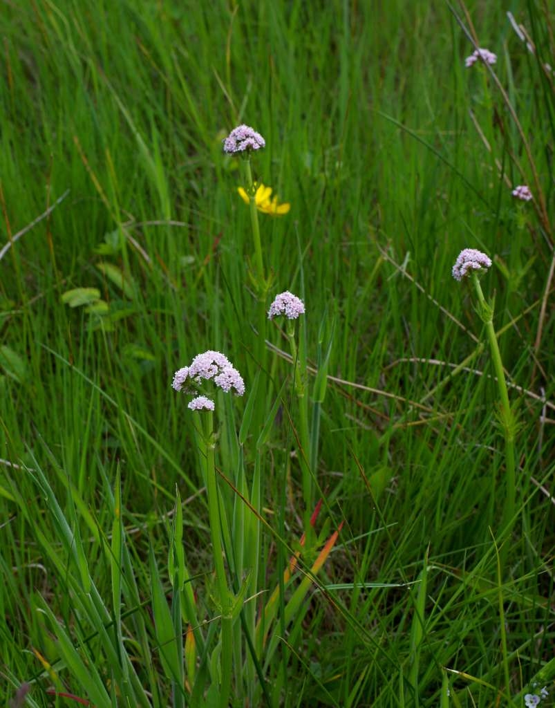 IMGP2904-1024~1.jpg