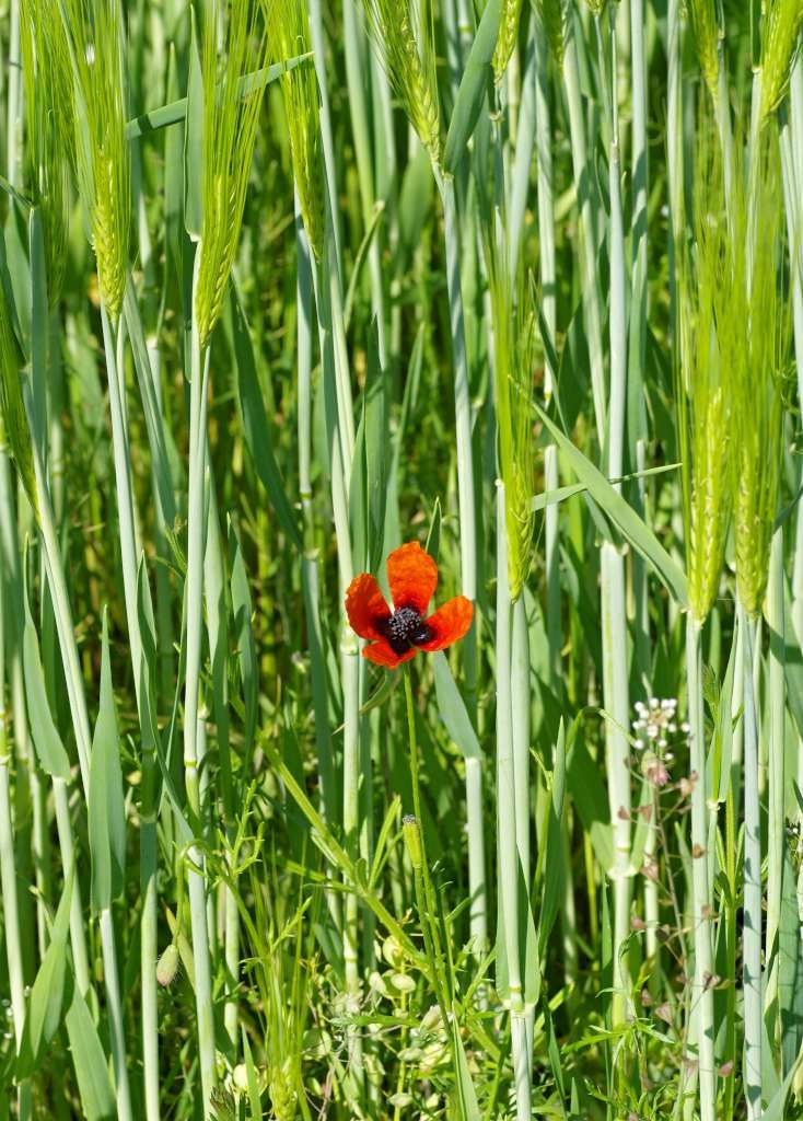IMGP2908-1024~4.jpg