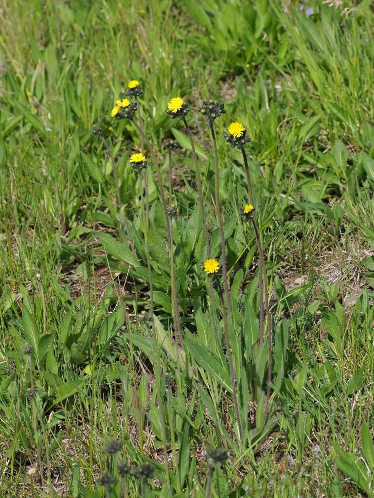 IMGP2922-1024~4.jpg