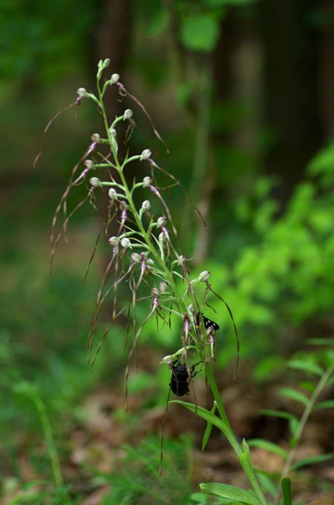 IMGP2929-1024~0.jpg