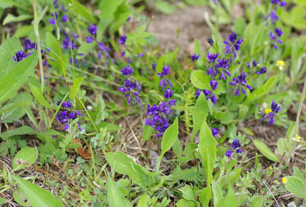 IMGP2995-1024~1.jpg