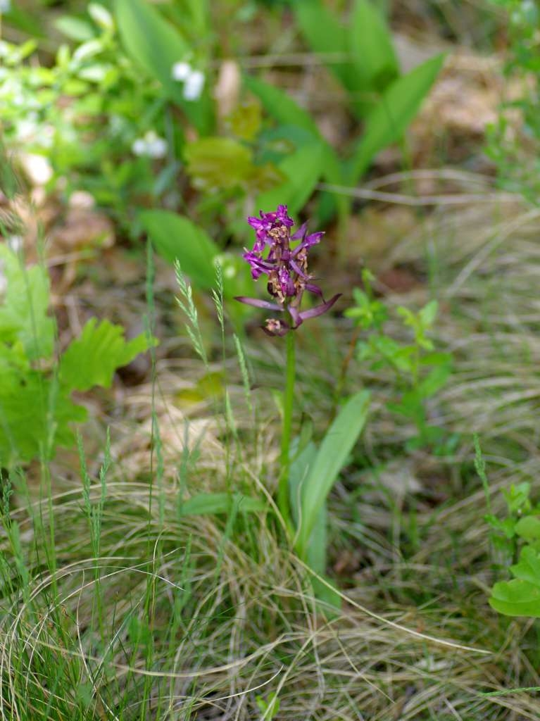 IMGP2999-1024~1.jpg