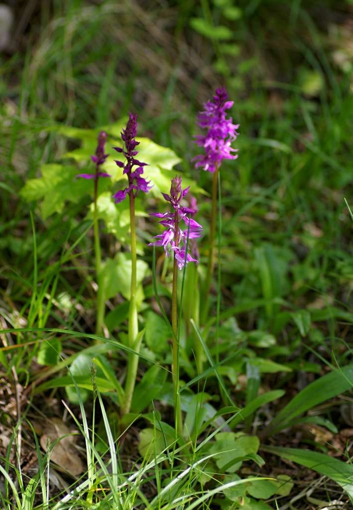 IMGP3018-1024~1.jpg