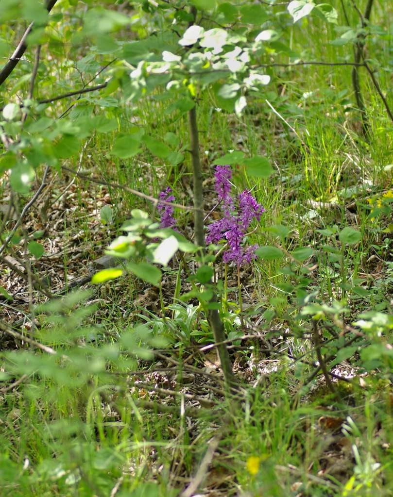 IMGP3025-1024~0.jpg