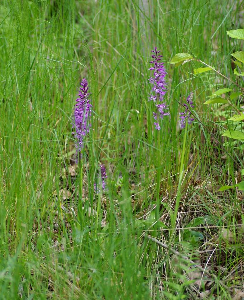 IMGP3029-1024~3.jpg