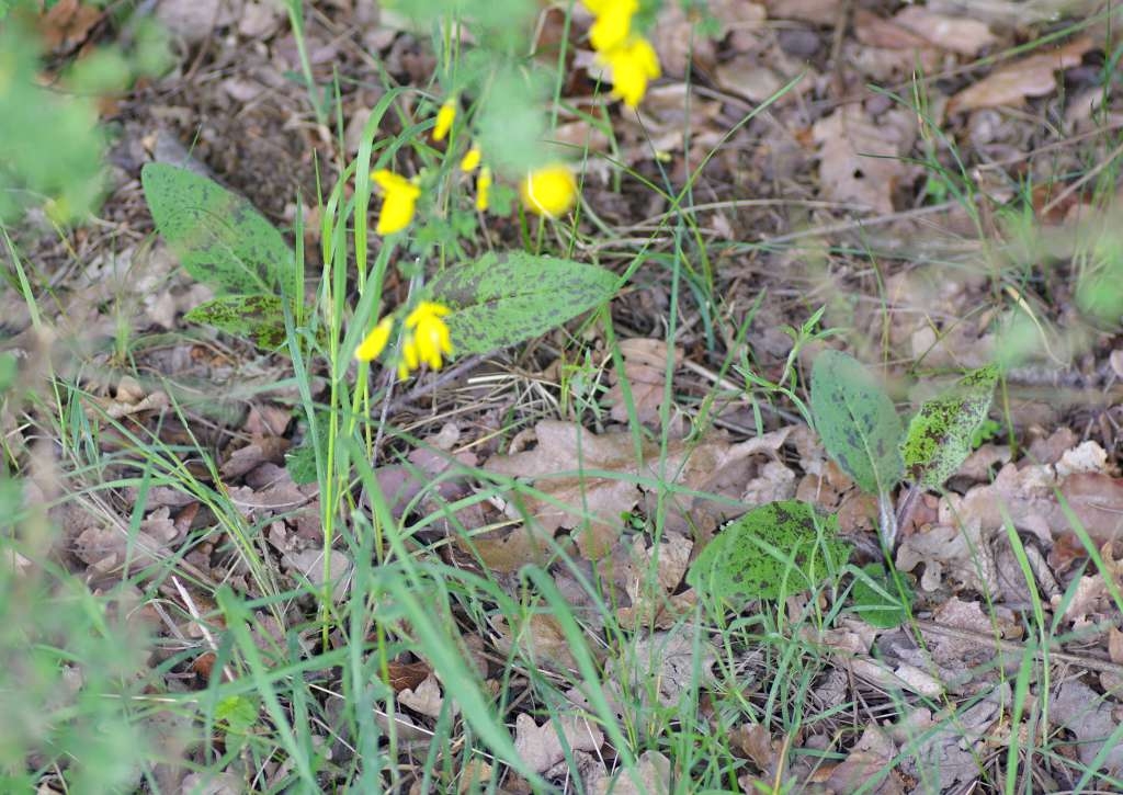 IMGP3043-1024~1.jpg