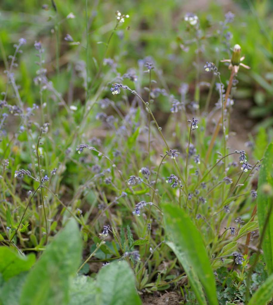 IMGP3093-1024~3.jpg