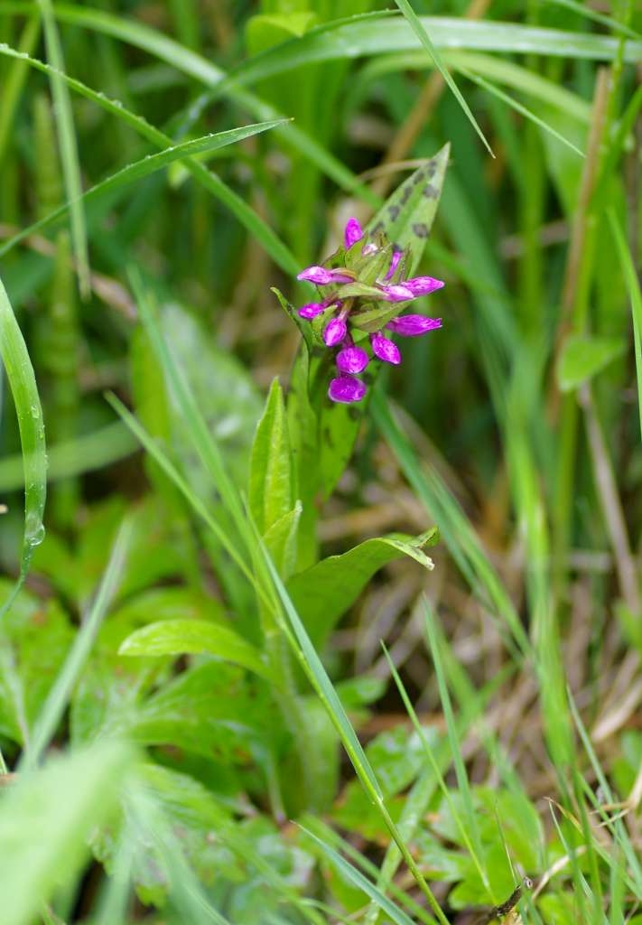 IMGP3111-1024~2.jpg