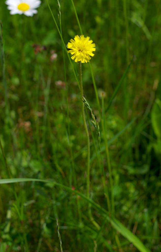 IMGP3112-1024~0.jpg