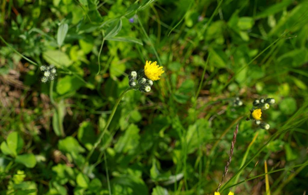 IMGP3113-1024~3.jpg