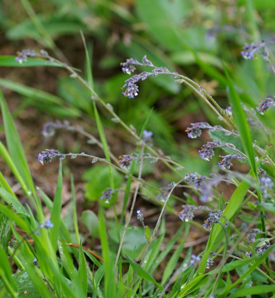 IMGP3120-1024~1.jpg