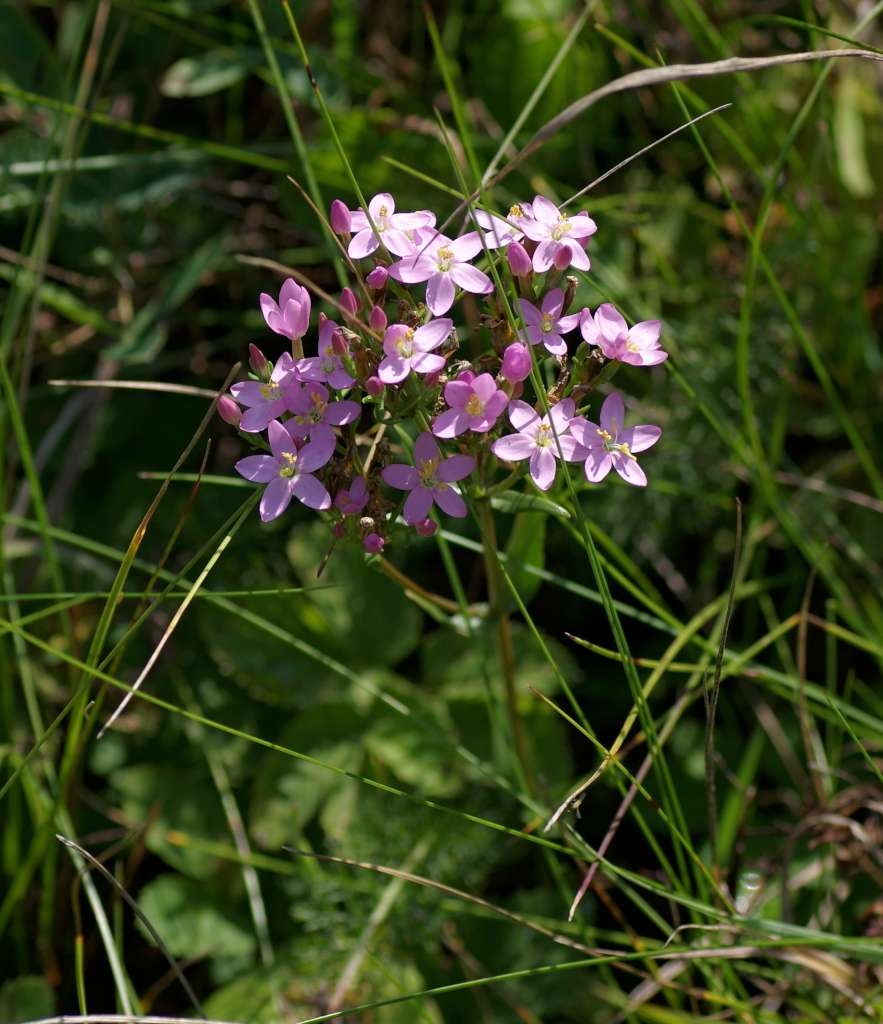 IMGP3175-1024~1.jpg