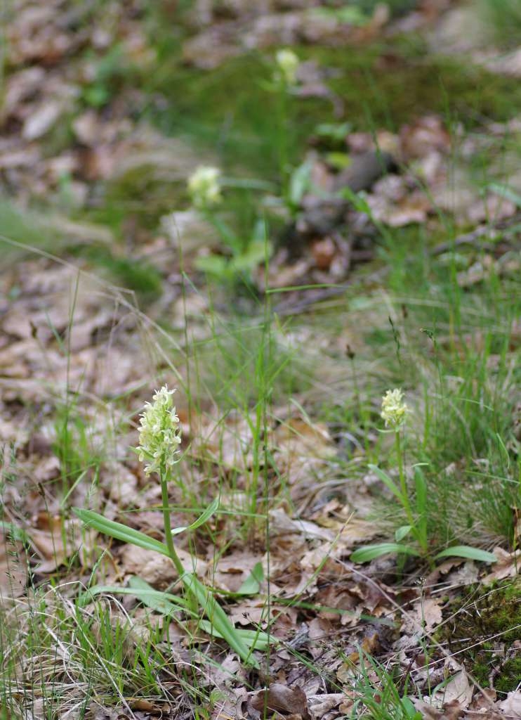 IMGP3202-1024~3.jpg