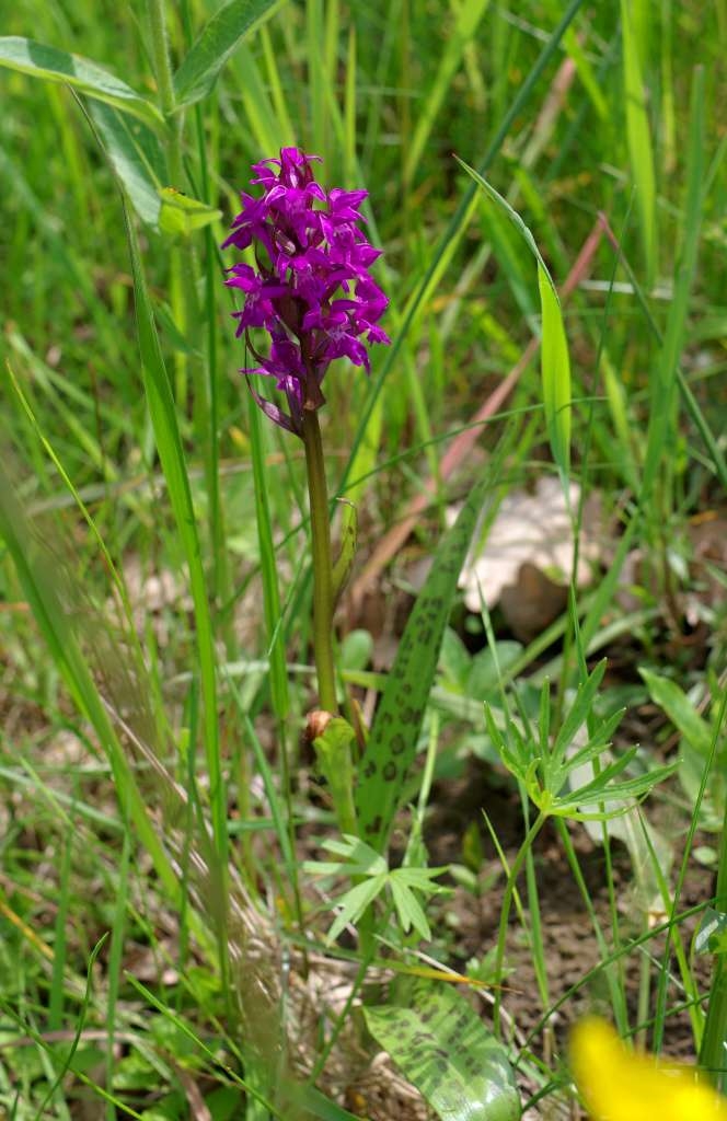 IMGP3210-1024~1.jpg