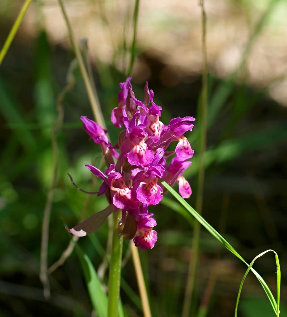 IMGP3215-1024~1.jpg