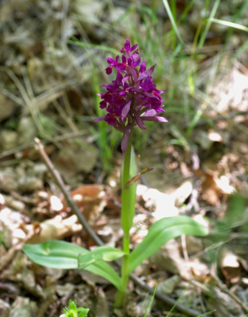 IMGP3223-1024~4.jpg