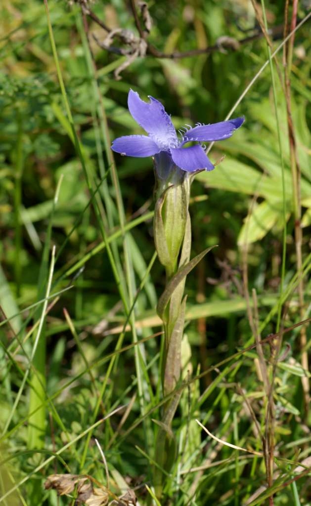 IMGP3224-1024~0.jpg