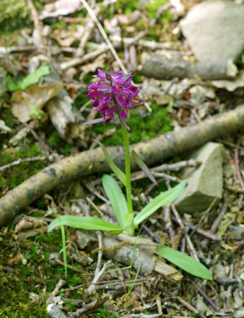 IMGP3225-1024~4.jpg