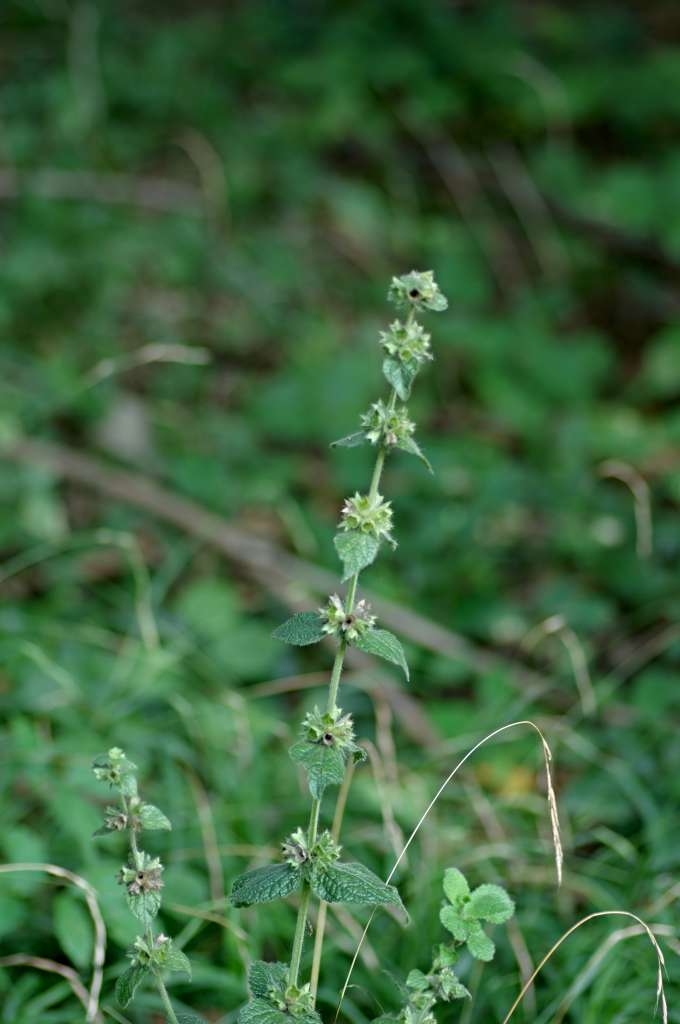 IMGP3228-1024~2.jpg