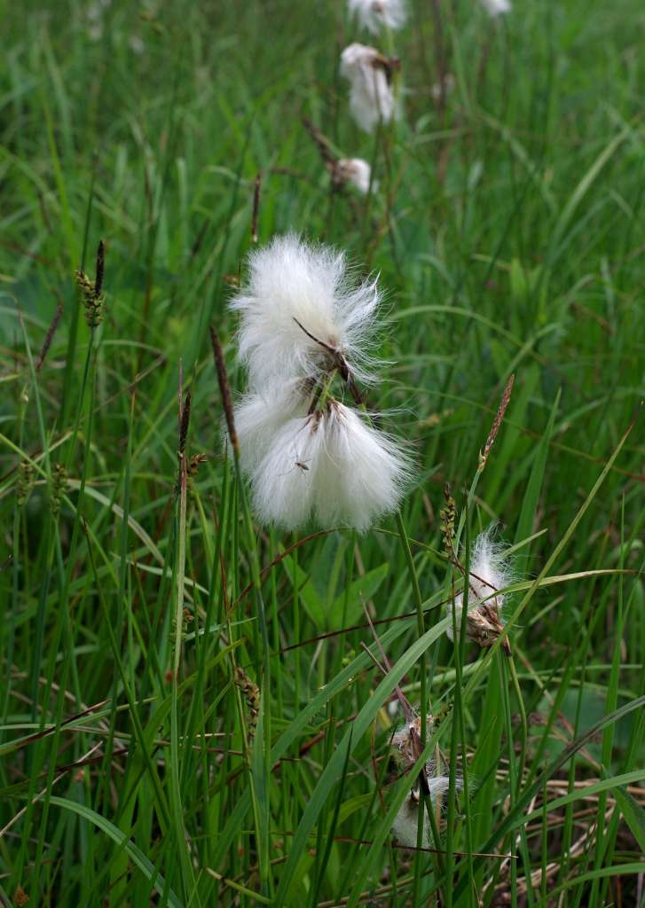 IMGP3229-1024~3.jpg
