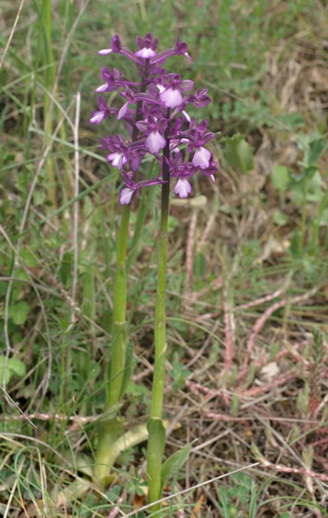 IMGP3243-1024~3.jpg