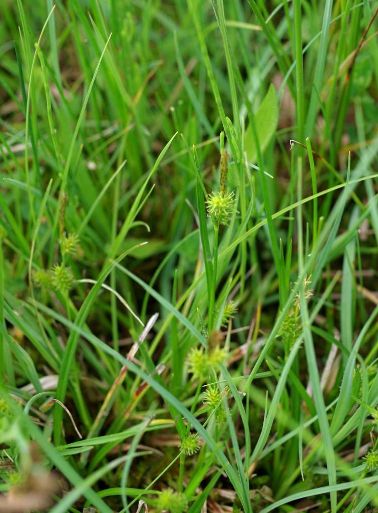 IMGP3244-1024~4.jpg