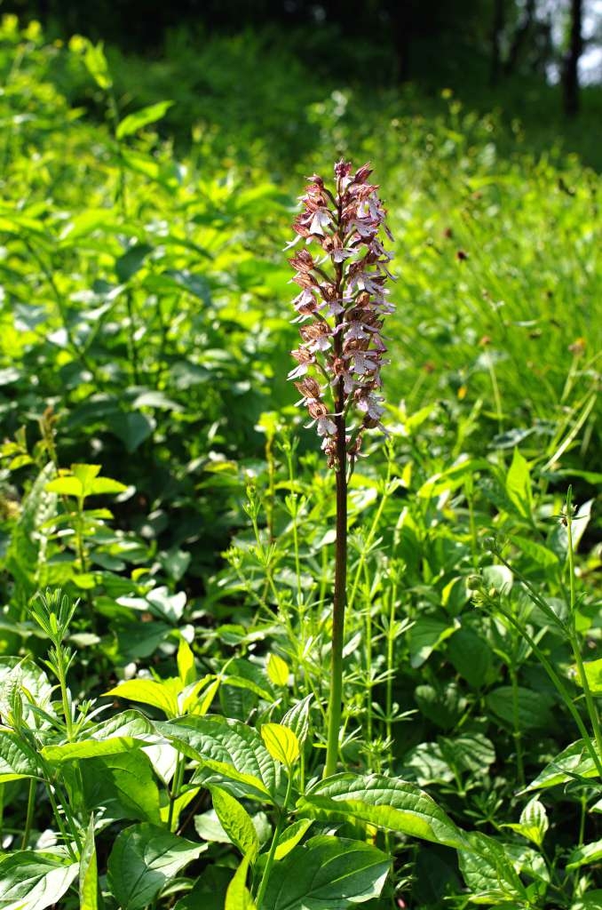 IMGP3246-1024~0.jpg
