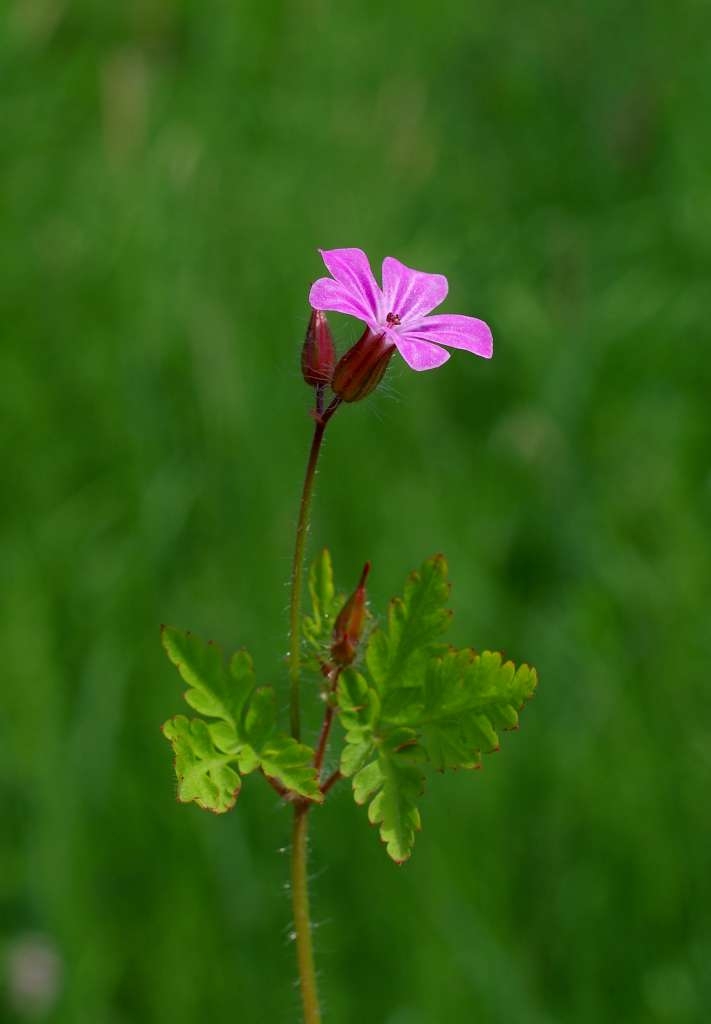 IMGP3257-1024~2.jpg