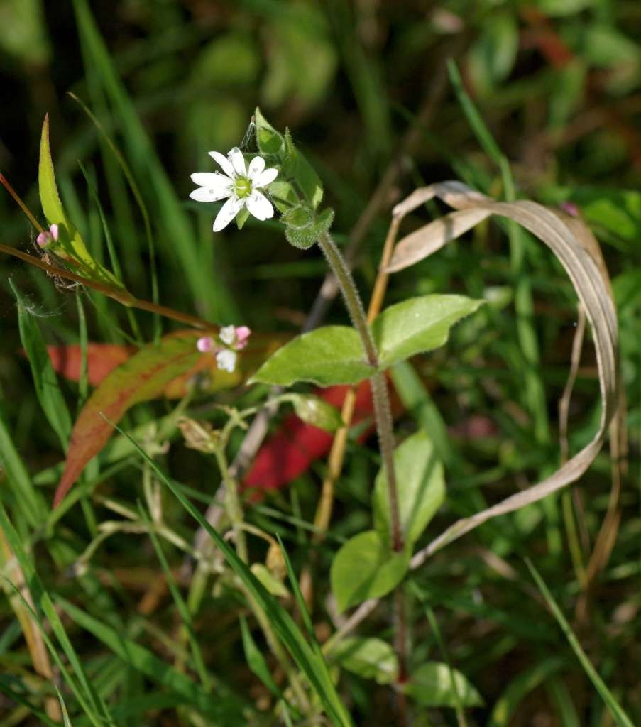 IMGP3275-1024~1.jpg