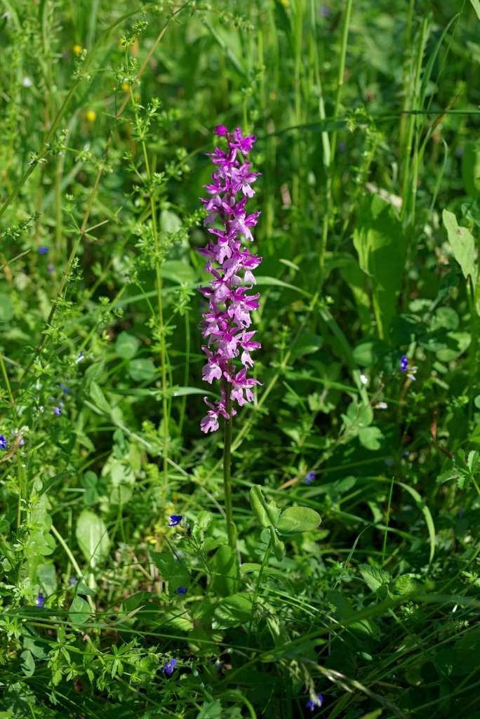 IMGP3307-1024.jpg