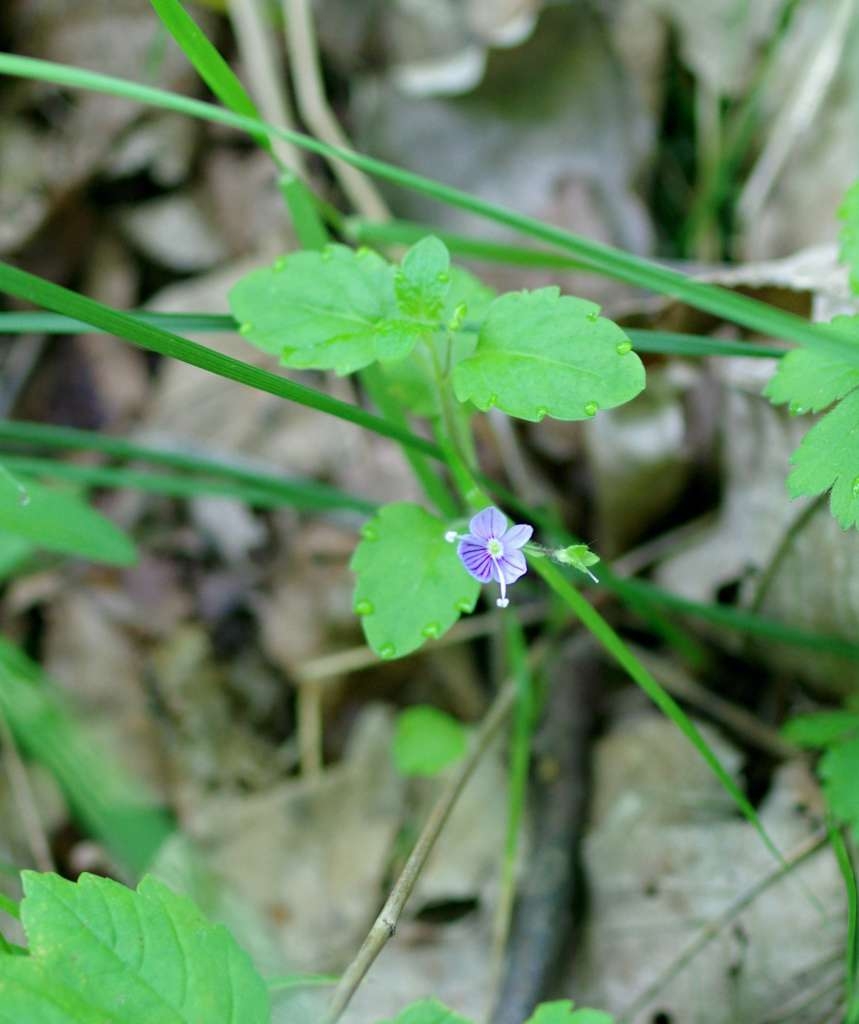 IMGP3318-1024~3.jpg