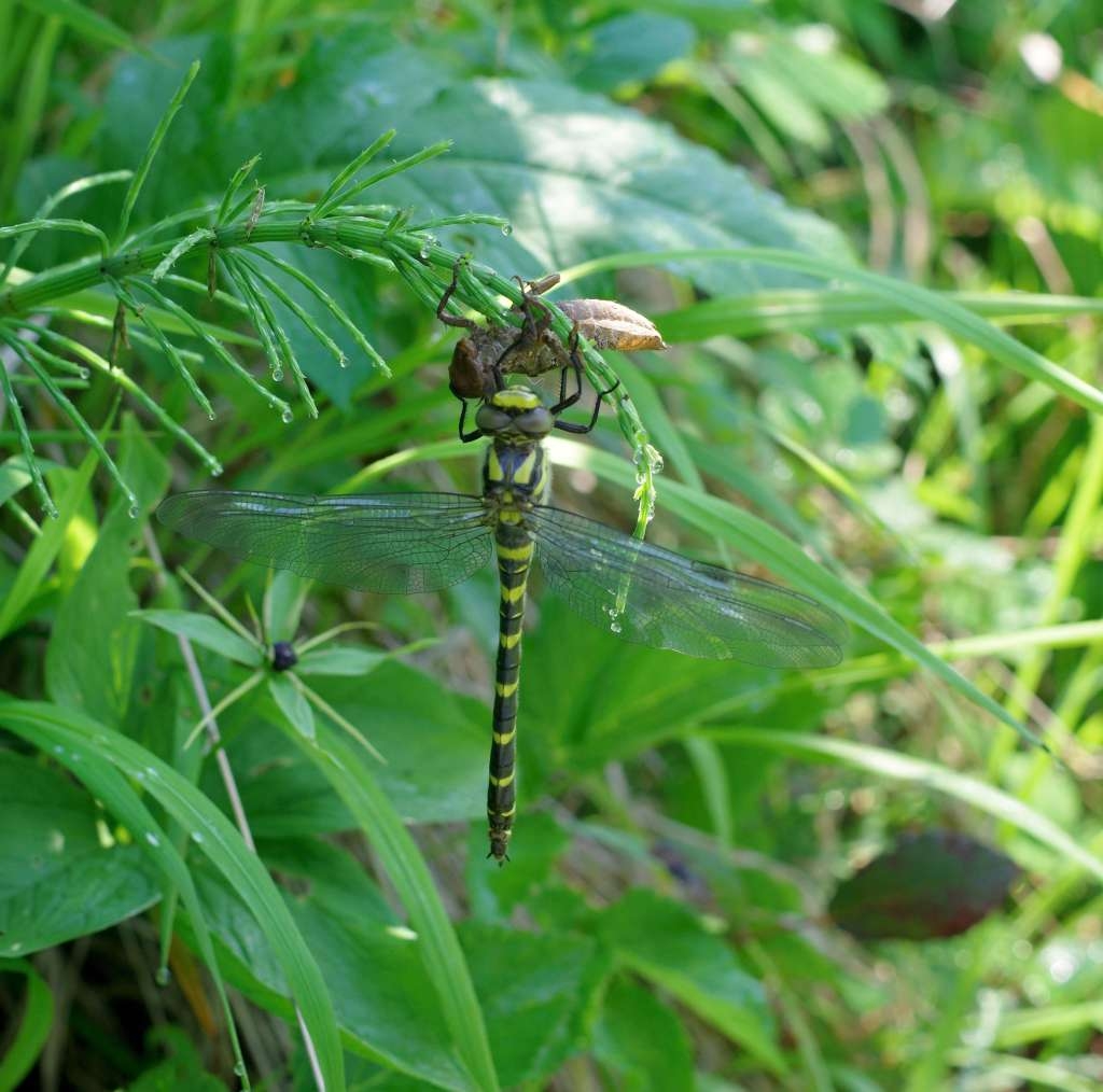 IMGP3324-1024~3.jpg