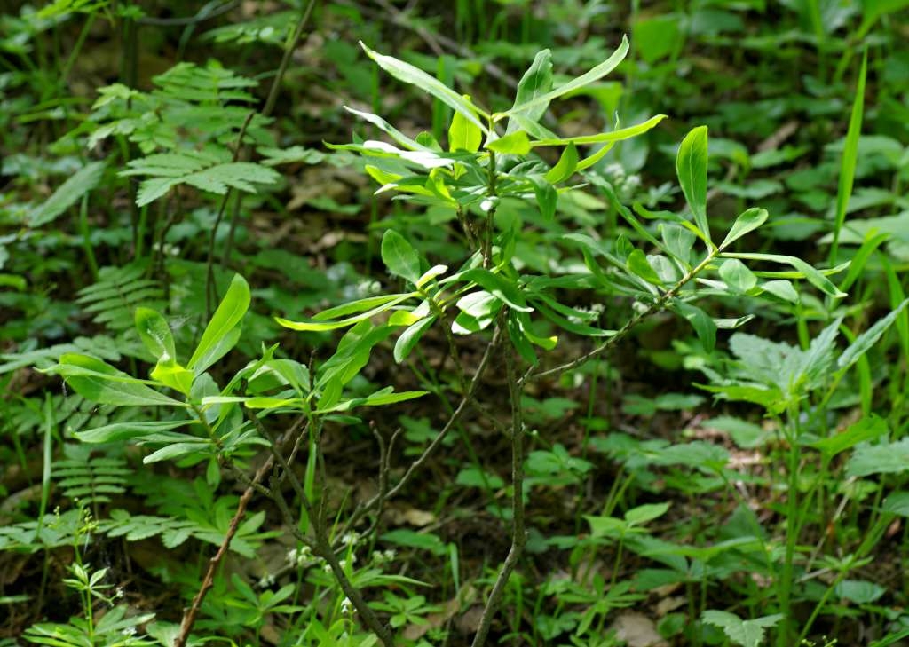 IMGP3325-1024~0.jpg