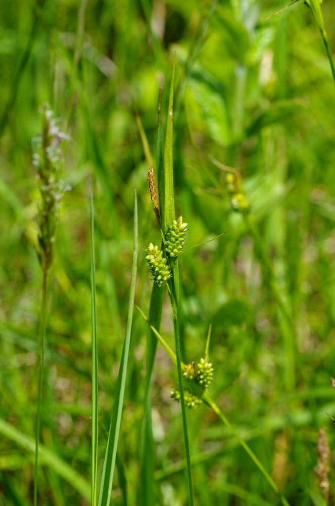 IMGP3354-1024.jpg