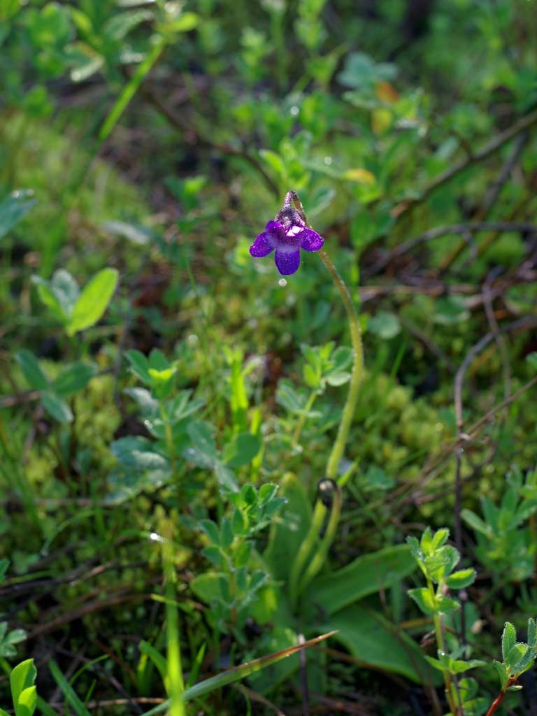 IMGP3358-1024~2.jpg