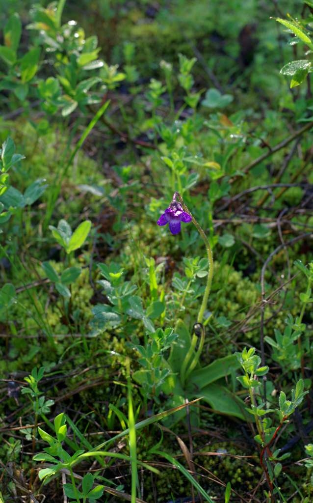 IMGP3359-1024~1.jpg