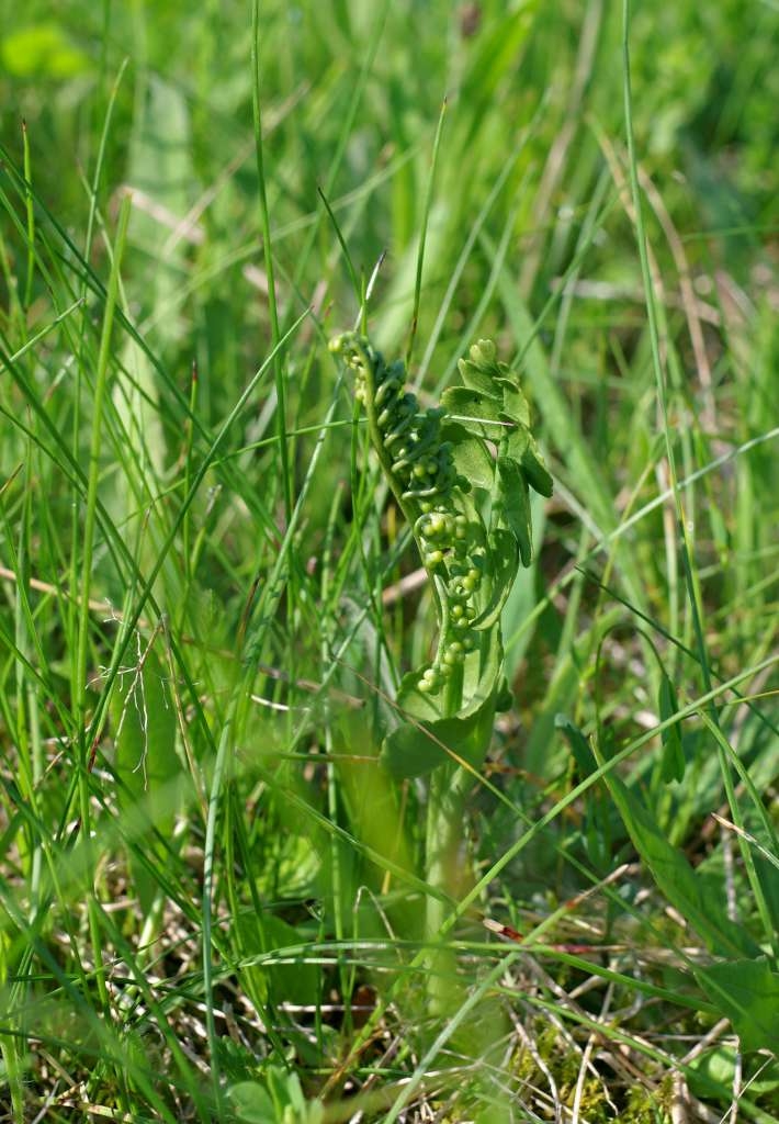 IMGP3360-1024~2.jpg
